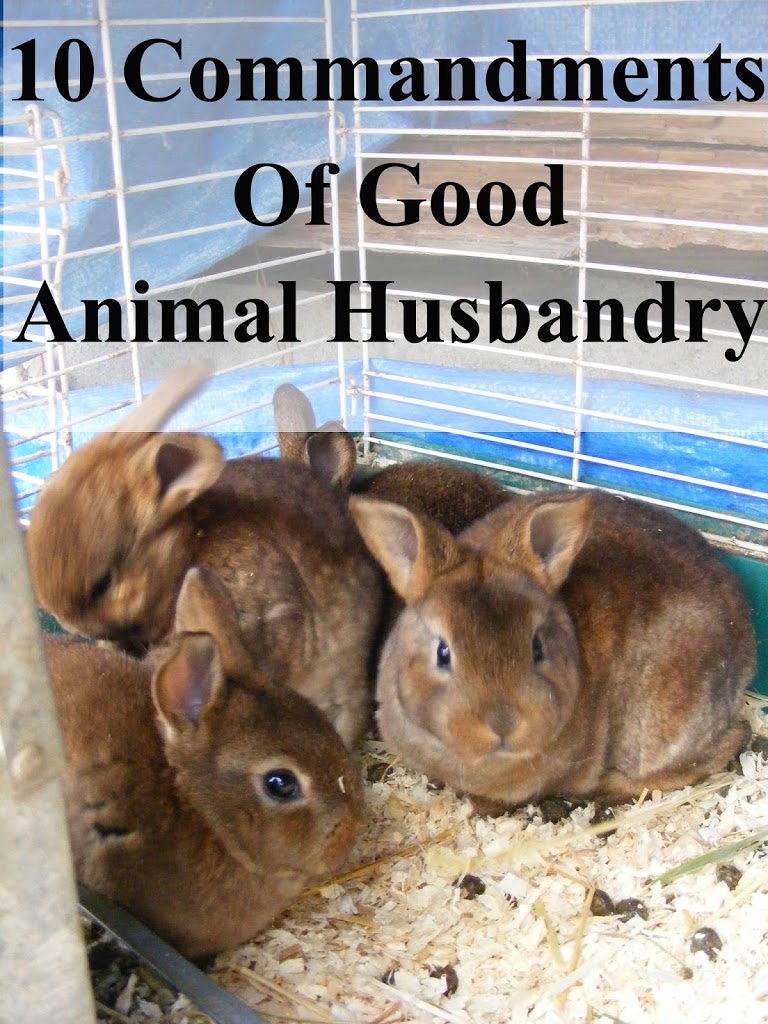 10 Commandments of Good Animal Husbandry