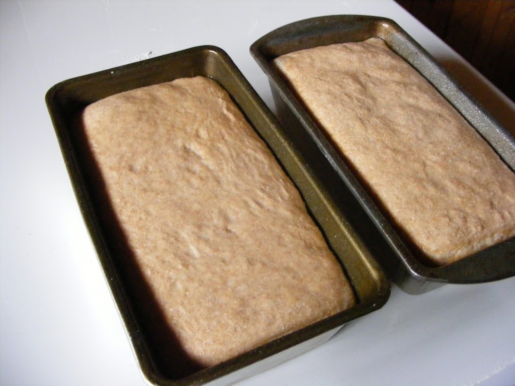 Lazy Early Riser Soaked Bread; about to go in the oven