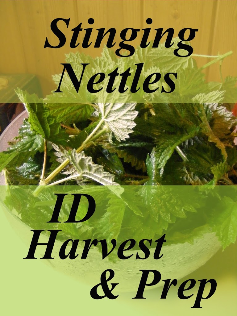 Stinging Nettles: ID, Harvest & Prep